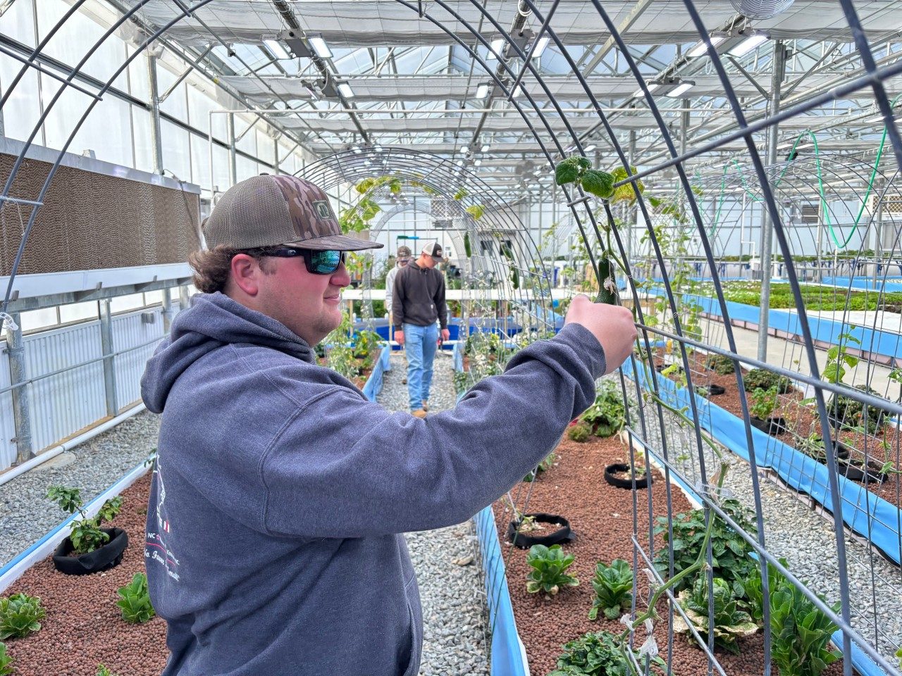 a student holding a cucumber growing on a vine in a greenhouse 